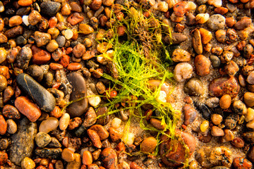 sea lettuce, alga, on a beach of the Baltic sea