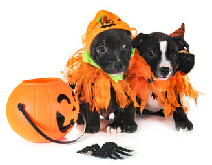 puppies staffordshire bull terrier