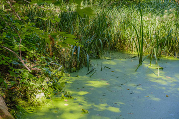 Mysterious morning time in swamp area