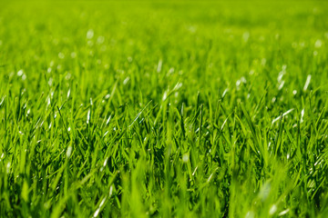 Fresh Green Grass Texture Background