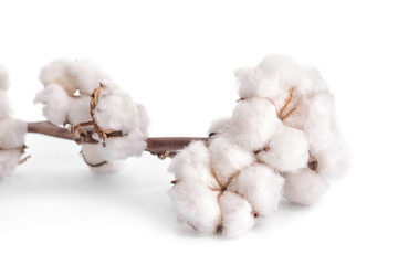 Cotton flowers on white background