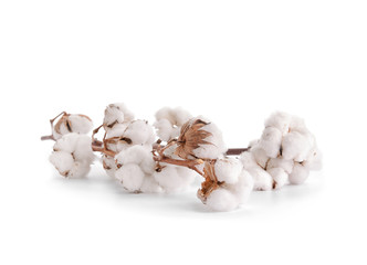 Cotton flowers on white background