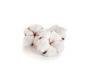 Cotton flowers on white background