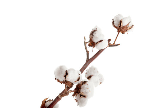 Cotton flowers on white background