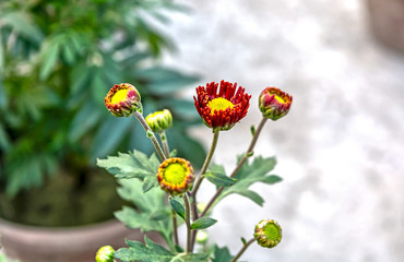 Blooming Red Color Chrysanthemum Flowers With Yellow Pollen And Buds.Selective Focus,Side Angle View.