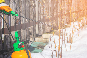 spraying of fruit trees in late winter from pests and insects