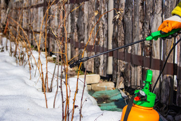 spraying of fruit trees in late winter from pests and insects