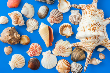 Collection of cockleshell on the blue background