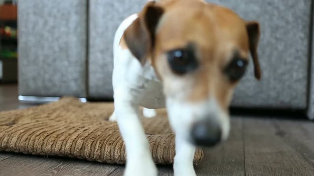 Cute small dog Jack Russell terrier lying on the bed after stretching and leaving. Video footage