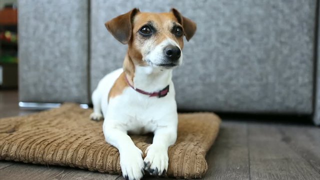 Adorable dog Jack Russell terrier resting on the flore on the pillow bed. Looking with attention. Relaxed home atmosphere. Video footage