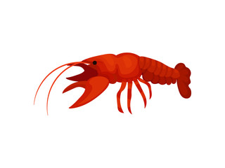 Boiled lobster on white background. Vector illustration.