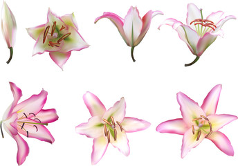 seven pink isolated lily blooms collection