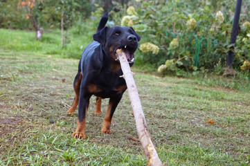 small dog playing with a huge stick