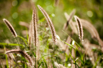 Pennisetum Fountain Grass Pennisetum alopecuriodes an ornamental perennial grass