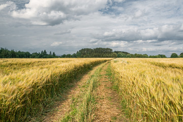 Fototapeta premium Dirt road through a barley field on a cloudy day in summer
