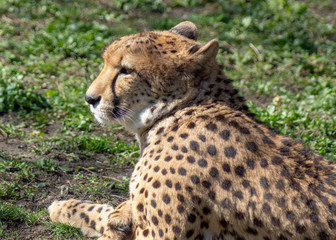 gepard © Henryk Olszewski