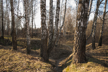 Birch tree grove in spring. The road in the birch grove spring, the path in the forest among the birches.