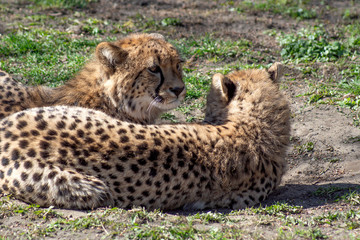gepard © Henryk Olszewski