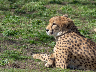 gepard © Henryk Olszewski