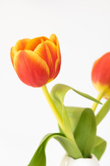 Tulpe