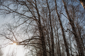Branches and crown of white birches against the blue sky in the daylight. Spring landscape of trees.