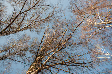 Branches and crown of white birches against the blue sky in the daylight. Spring landscape of...