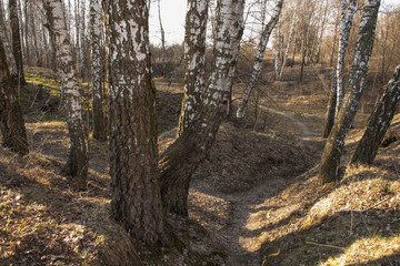 Birch tree grove in spring. The road in the birch grove spring, the path in the forest among the birches.