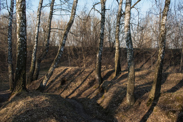 Birch tree grove in spring. The road in the birch grove spring, the path in the forest among the birches.