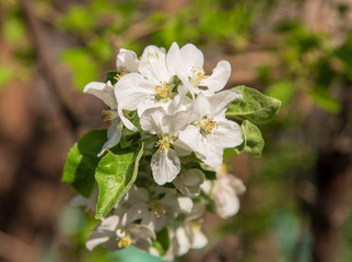 Flowers on a fruit tree in spring