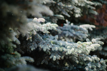 Blue spruce grows in the backyard garden
