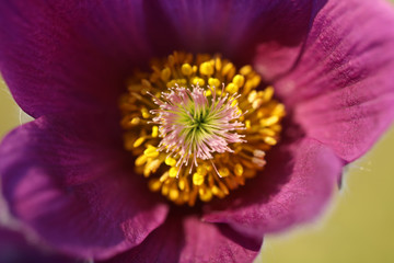 Blühende Küchenschelle Pulsatilla Vulgaris