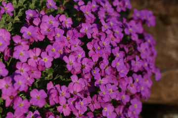Obraz premium Blühendes Blaukissen Aubrieta