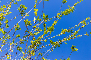 Small green leaves against a blue sky in spring