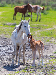 Horse with a little foal in the park