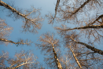 Branches and crown of white birches against the blue sky in the daylight. Spring landscape of trees. Crowns of birches against the sky in early spring.