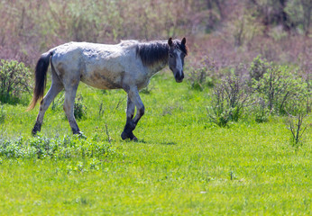 Horse grazes on green grass in spring