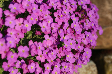 Obraz premium Blühendes Blaukissen Aubrieta