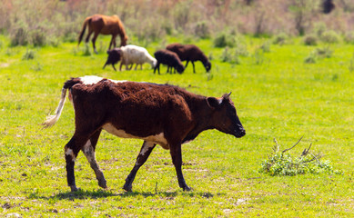 Cows graze in nature in spring