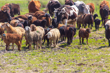 Sheep graze in the meadow in spring