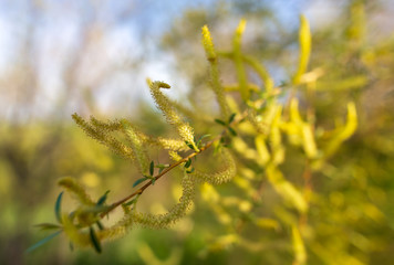 Flowers on the branches of willow in spring
