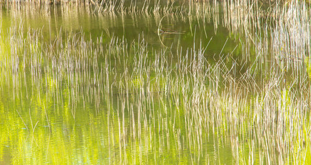 Reed grows in the pond as a background