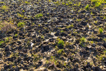 Traces of a cow on clay ground as a background