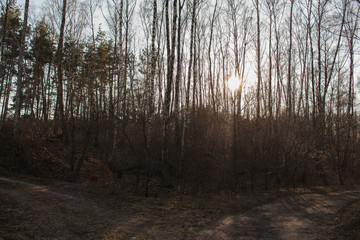 Birch tree grove in spring. The road in the birch grove spring, the path in the forest among the birches. birch grove and rural road.