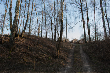 Birch tree grove in spring. The road in the birch grove spring, the path in the forest among the birches. birch grove and rural road.