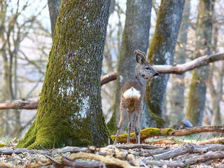 Rehbock im Wald