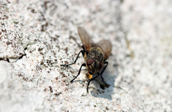 Makrofoto einer Fliege mit Verdauungstropfen am Mund
