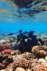 coral reef in egypt