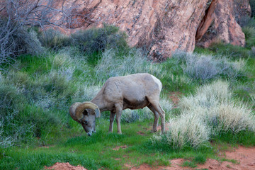 Bighorn Sheep