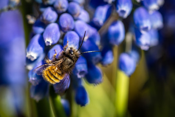 Honigbiene im Frühling auf der Suche nach Nektar  © Markus