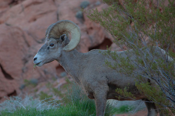 Bighorn Sheep